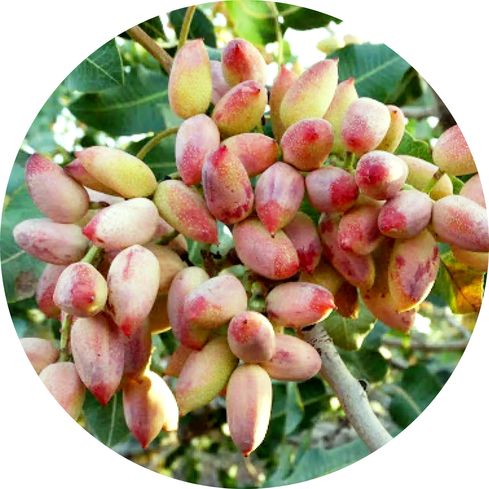 معرفی ارقام پسته ...