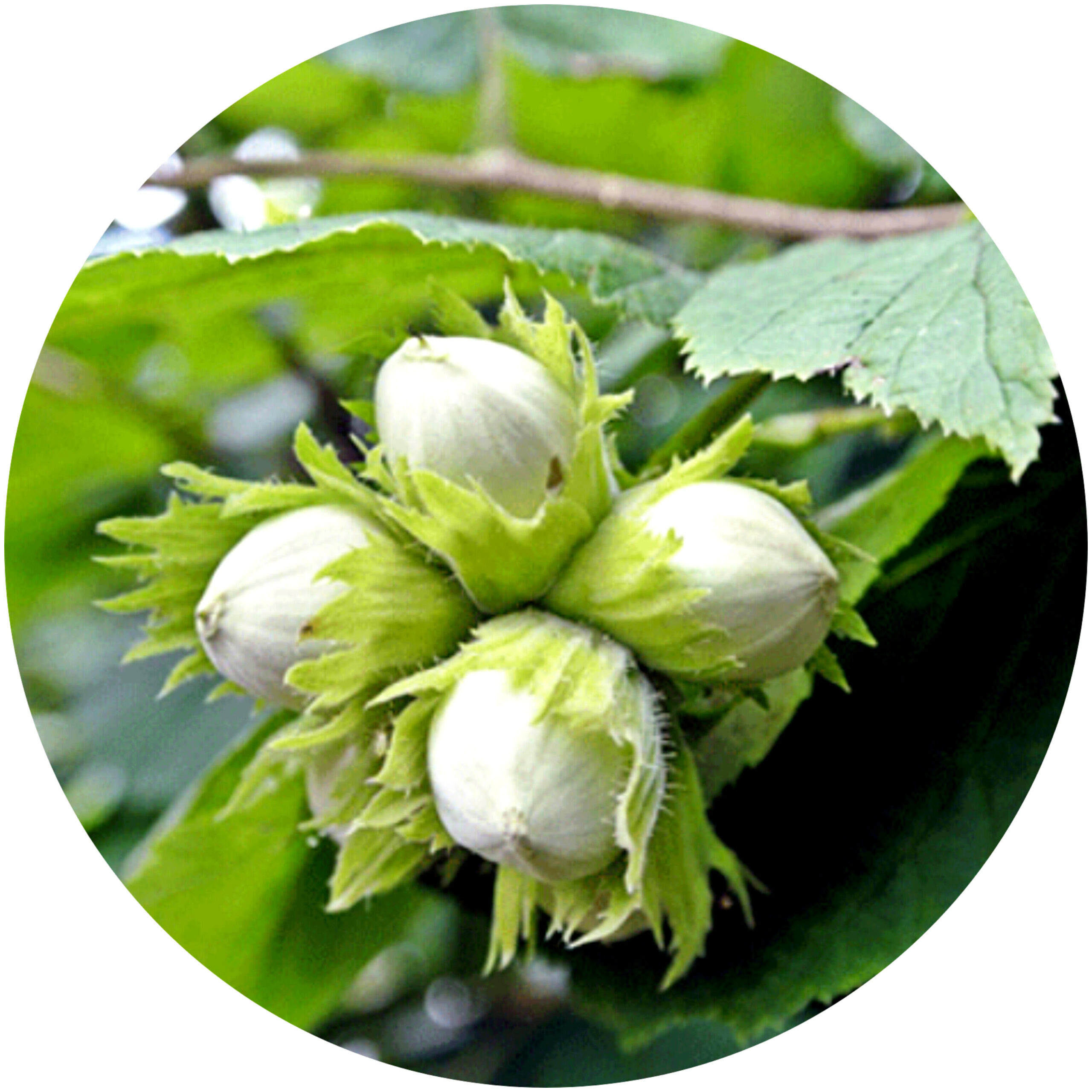 معرفی ارقام فندق ...