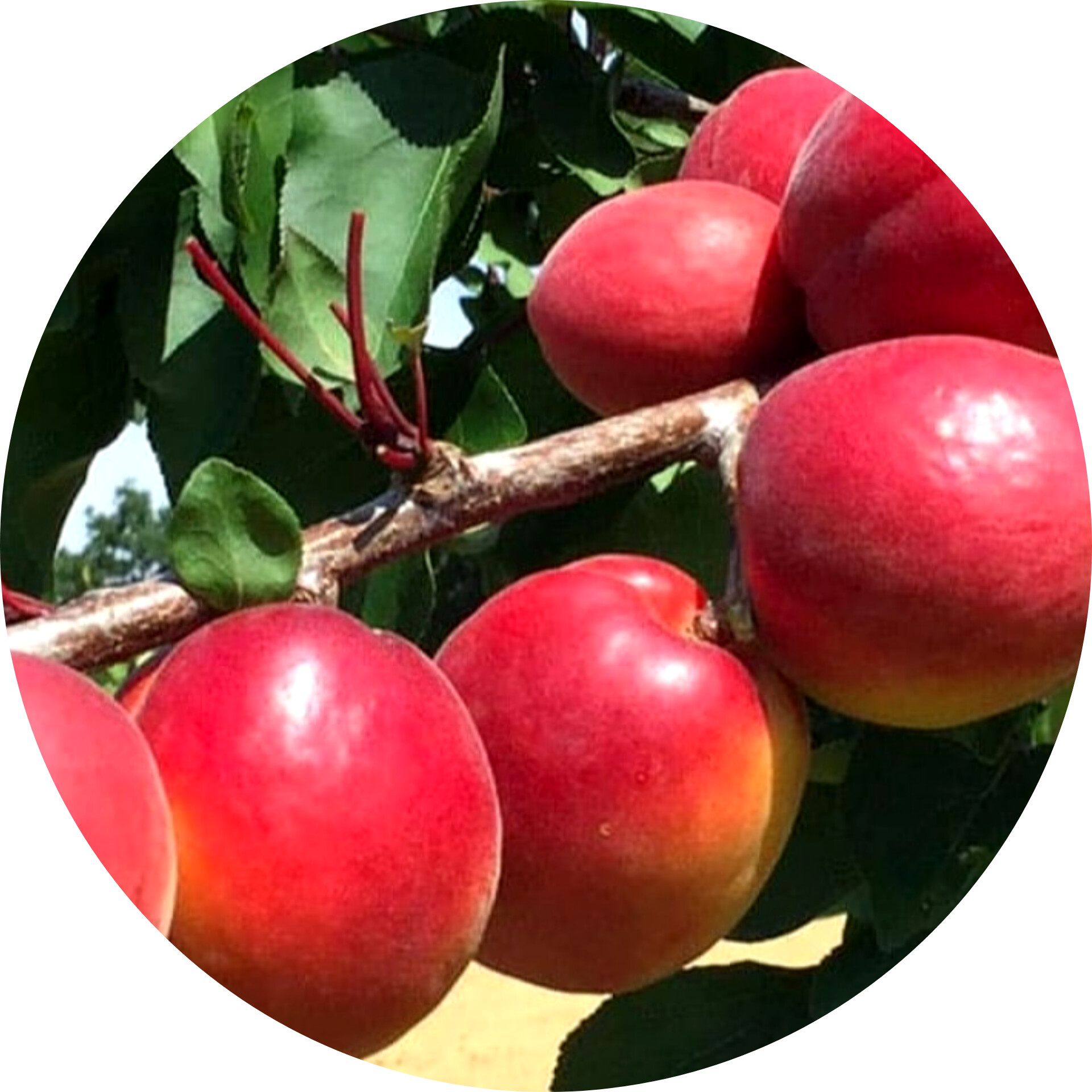 معرفی ارقام کمیاب هسته دار ...