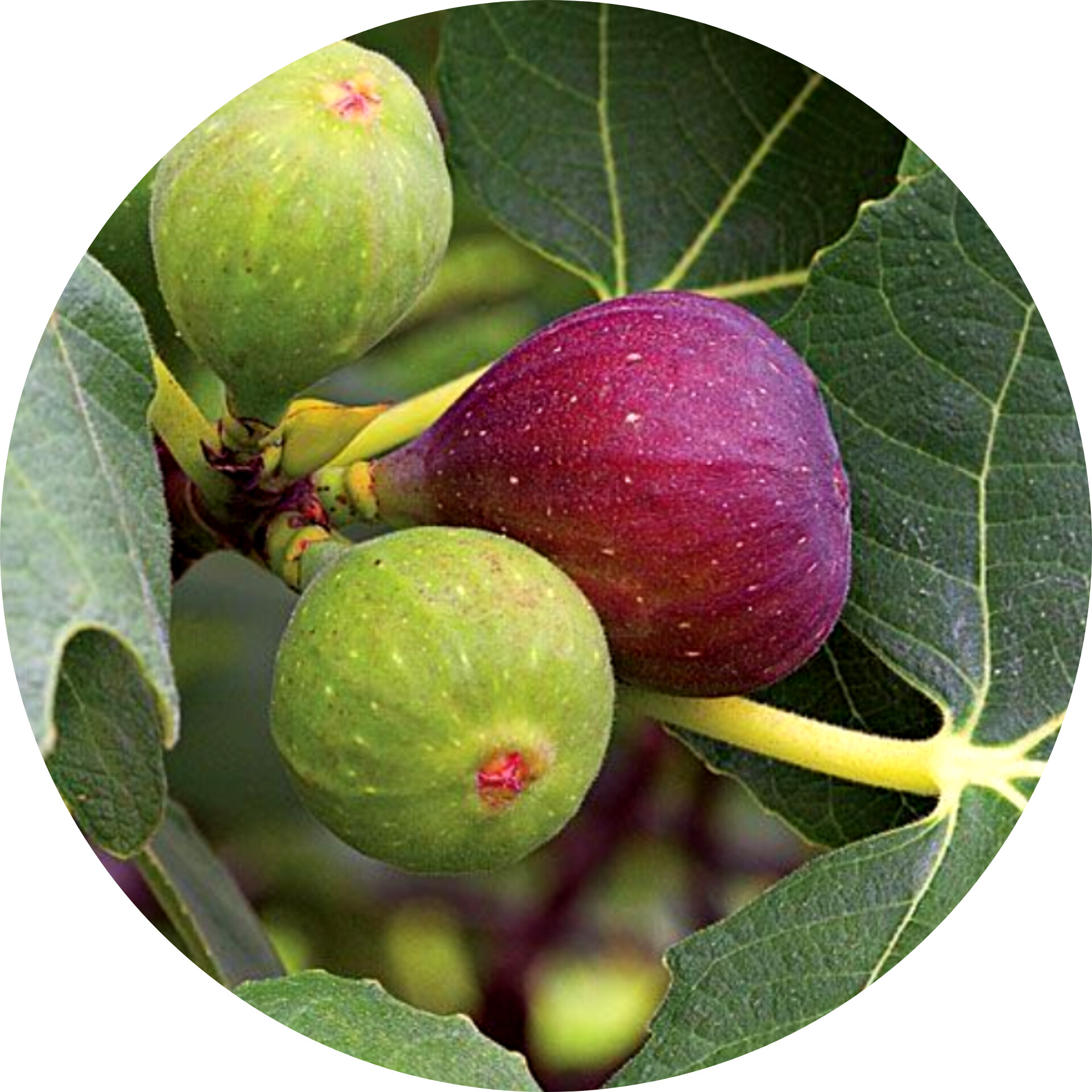 معرفی ارقام انجیر ...